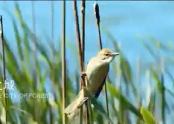 【津彩南望 築夢啟航】森林之城 綠色津南