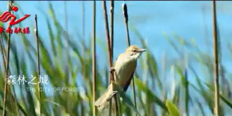 【津彩南望 築夢啟航】森林之城 綠色津南