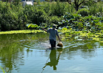 太平溪人工湿地邻近台东马偕医院、著名台东妈祖庙东海龙门天圣宫，是兼具污水处理以及生物栖地营造的污水处理设施