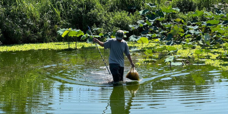 太平溪人工湿地邻近台东马偕医院、著名台东妈祖庙东海龙门天圣宫，是兼具污水处理以及生物栖地营造的污水处理设施