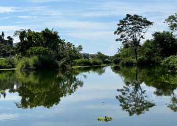 『湿地』具有分解污染物转化为生物的养分、营造生物栖地的功能性