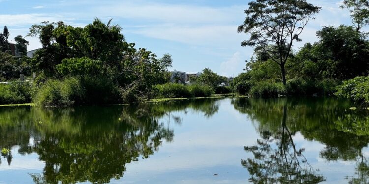 『湿地』具有分解污染物转化为生物的养分、营造生物栖地的功能性