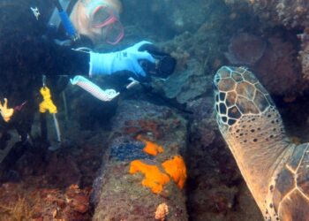 大乖可以很从容地给潜水者拍照