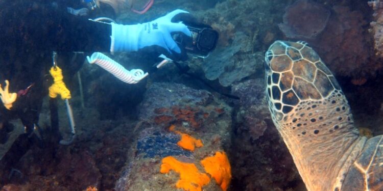 大乖可以很从容地给潜水者拍照