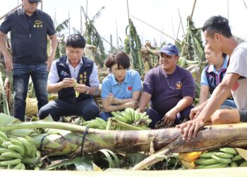 陈铭风市长和县长饶庆铃、立委黄建宾、议长吴秀华…等，前往受灾农地，了解风灾对农作物造成的损害