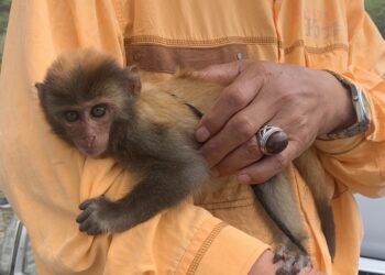 台东县政府提醒民众台湾猕猴虽从保育类野生动物调整为一般类野生动物，但只要是野生动物均不得侵扰、饲养及繁殖