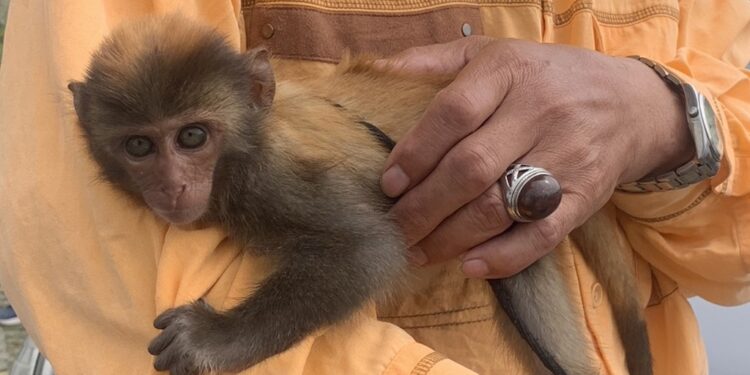 台东县政府提醒民众台湾猕猴虽从保育类野生动物调整为一般类野生动物，但只要是野生动物均不得侵扰、饲养及繁殖