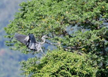 关山人工湿地秋冬换装 候鸟点缀