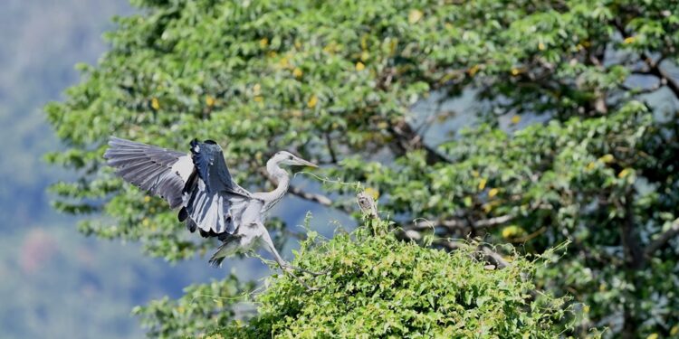 关山人工湿地秋冬换装 候鸟点缀