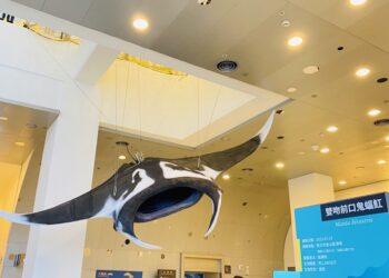 全国第一尾大型鬼蝠魟标本即日起正式在海科馆登场，欢迎民众于开馆时间到海科馆主题馆5楼一睹双吻前口蝠鲼(鬼蝠魟)的优美姿态，了解鬼蝠魟的生物学及生态学知识