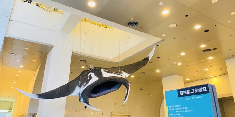 全国第一尾大型鬼蝠魟标本即日起正式在海科馆登场，欢迎民众于开馆时间到海科馆主题馆5楼一睹双吻前口蝠鲼(鬼蝠魟)的优美姿态，了解鬼蝠魟的生物学及生态学知识