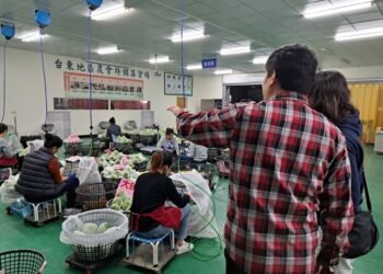 台东菠萝释迦自112年成功恢复输陆后，再次迎来喜讯，陆方新注册3家包装厂及1367笔果园