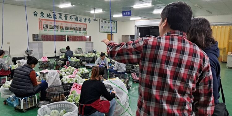 台东菠萝释迦自112年成功恢复输陆后，再次迎来喜讯，陆方新注册3家包装厂及1367笔果园