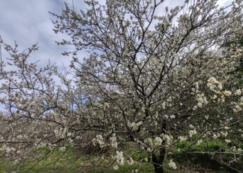 连续几年未开梅花之鸾山村，今年遇寒终于梅花绽放
