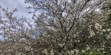 连续几年未开梅花之鸾山村，今年遇寒终于梅花绽放
