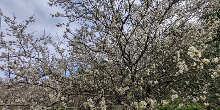 连续几年未开梅花之鸾山村，今年遇寒终于梅花绽放