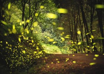 『三无原则』无农药、无除草剂、无化学肥料是大地农场四十年的生态密码