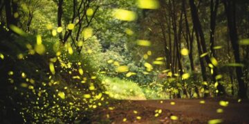 『三无原则』无农药、无除草剂、无化学肥料是大地农场四十年的生态密码